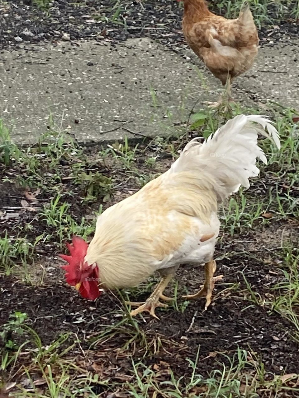 Rooster and chicken 🐔