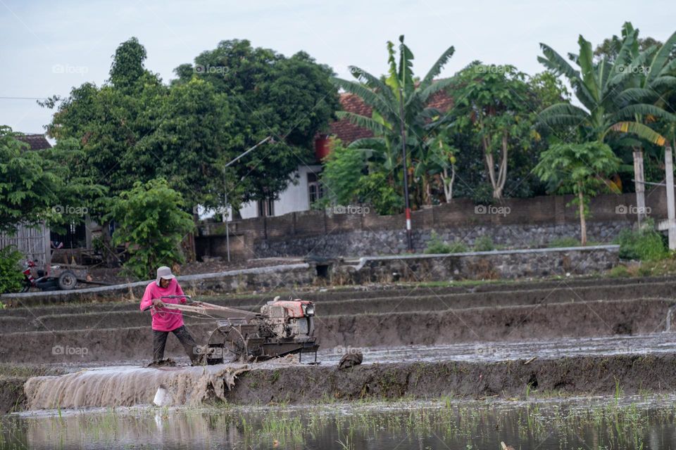 water splash from the farmer plowing in rice field