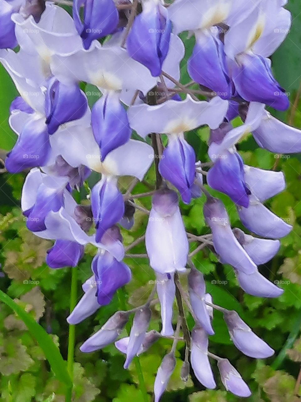 portrait of wisteria flowers