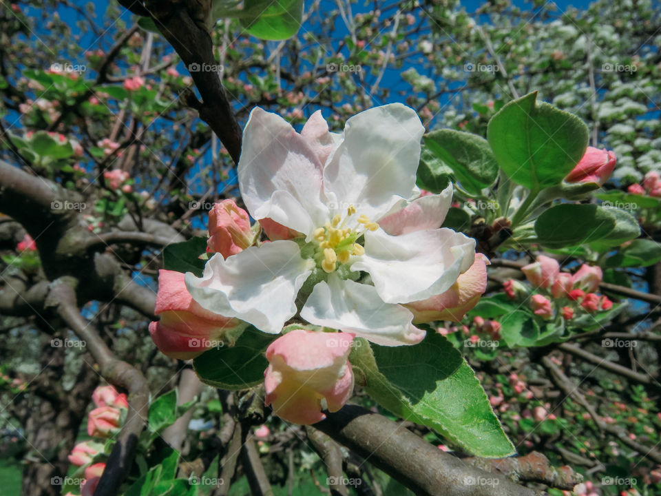 flowering trees in spring on a sunny day