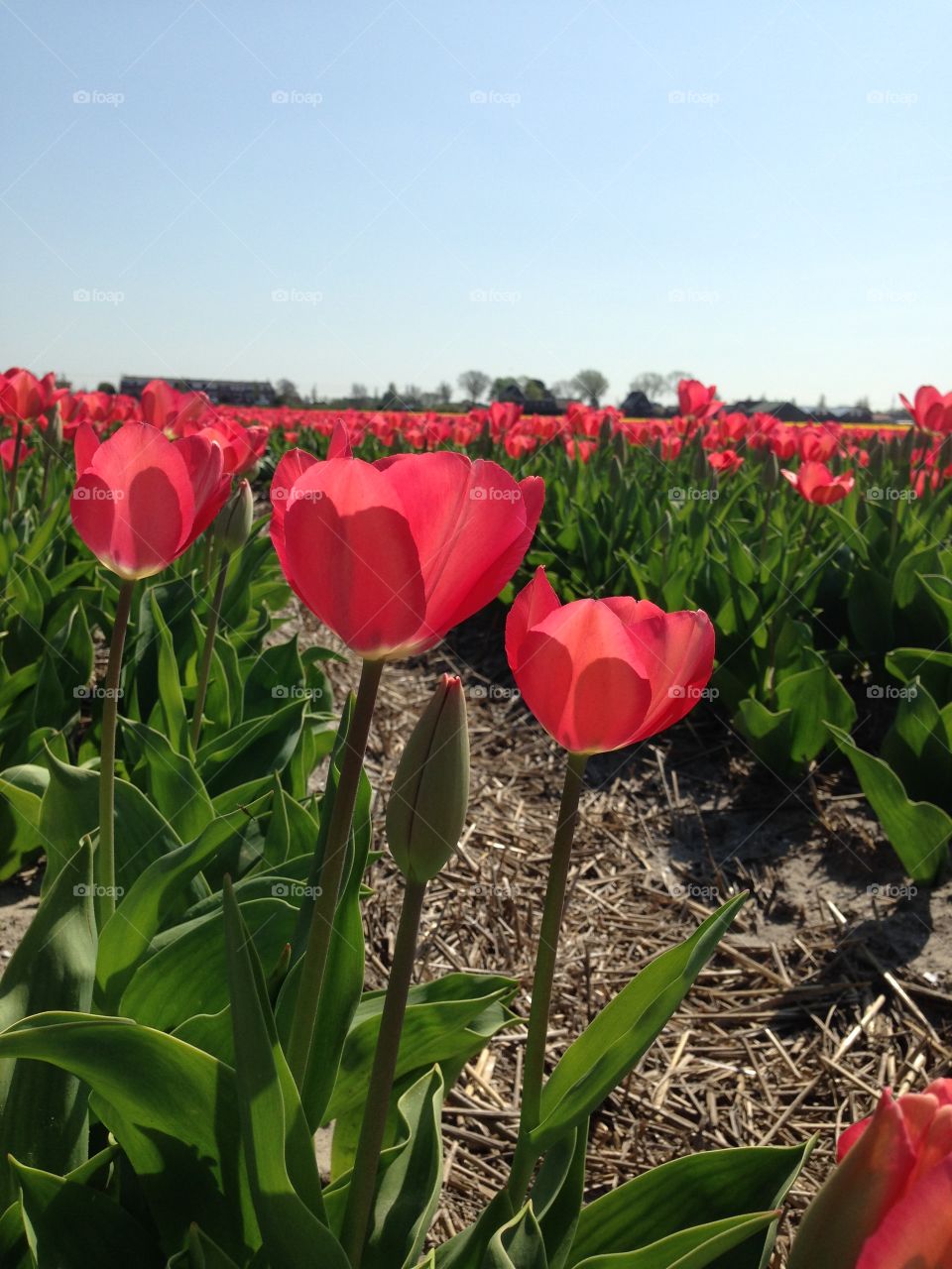 Close up of tree red tulips in a field of blooming tulips. Spring in The Netherlands.
