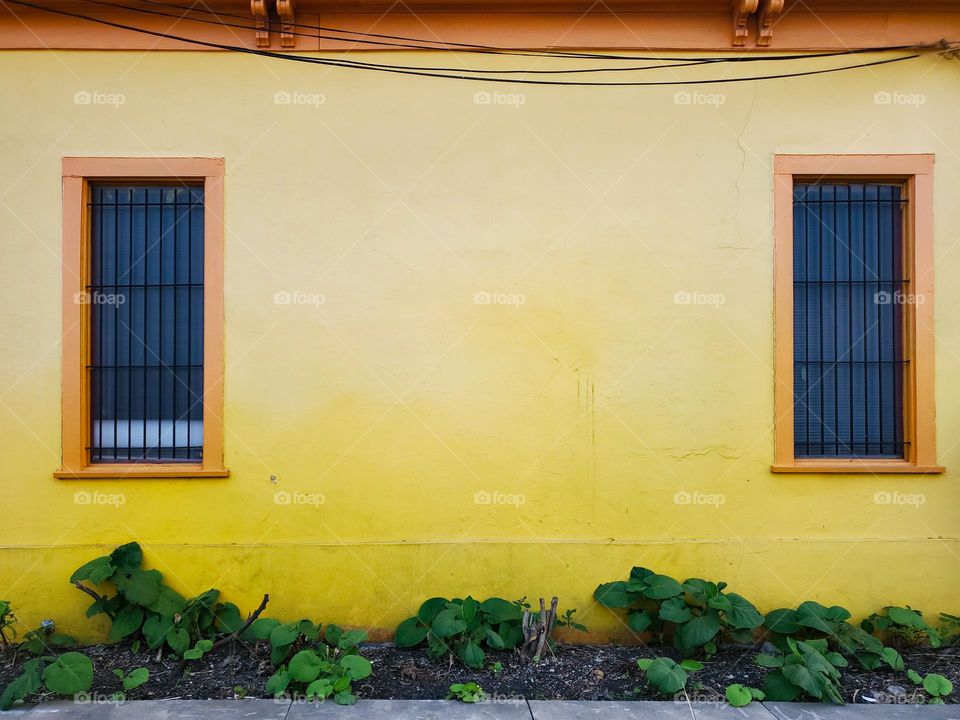 Urban - plants in front of an old bright yellow building