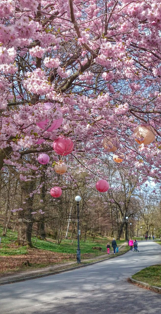 Cherry blossom on road