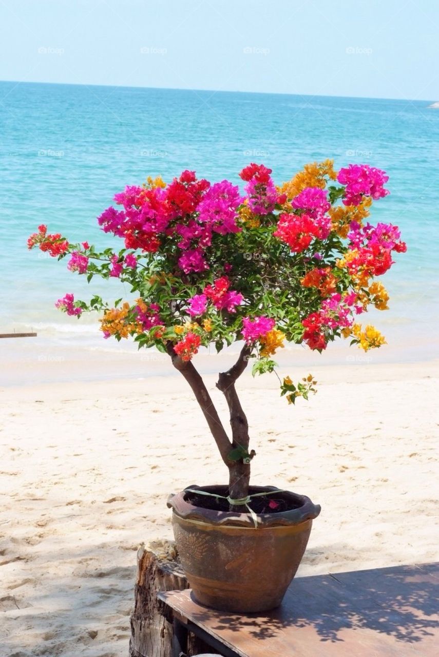 Flower pot on beach