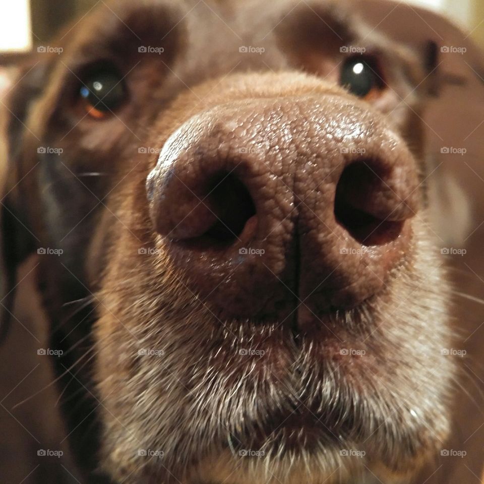 Extreme of a close-up of dog's head