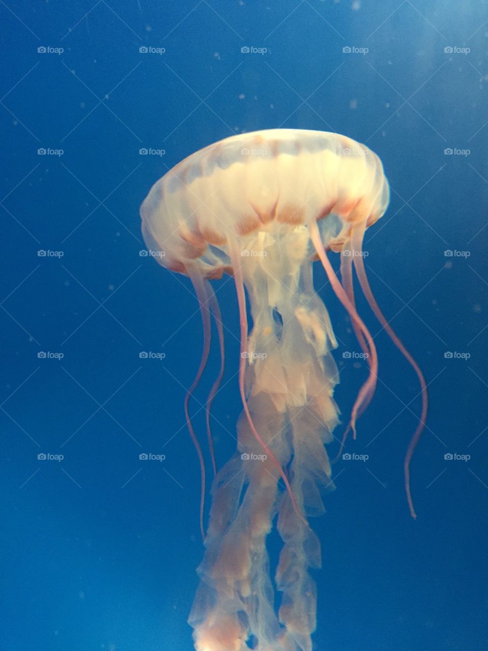 Jellyfish, Underwater, Fish, Aquarium, Jelly