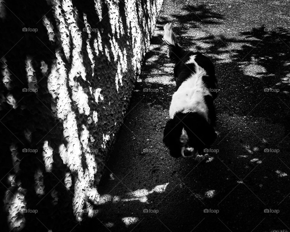 Dog cavalier king charles Ixes