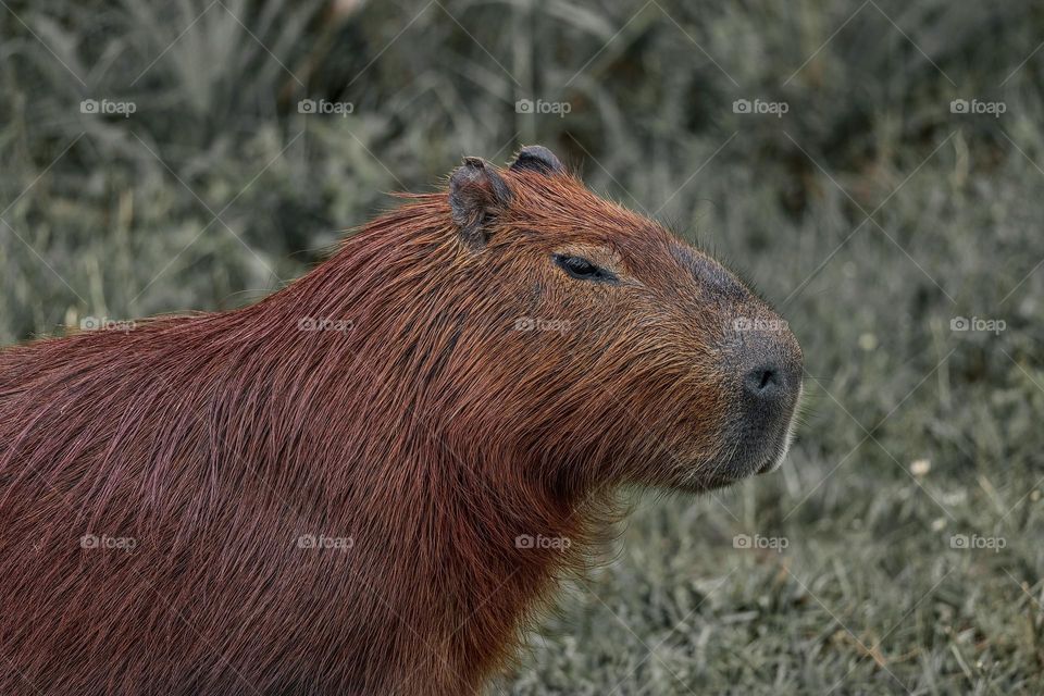 Capybara