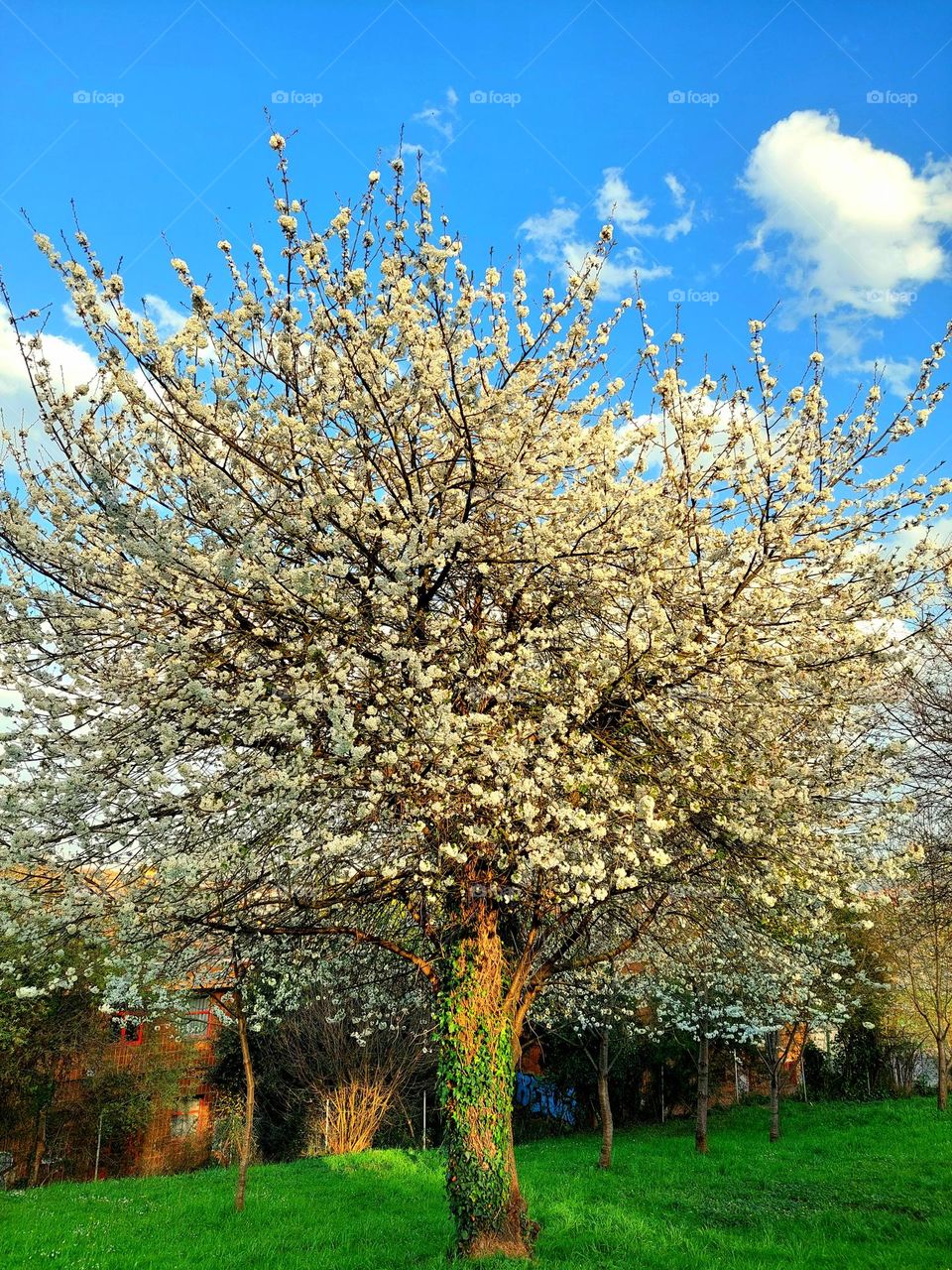 Spring tree