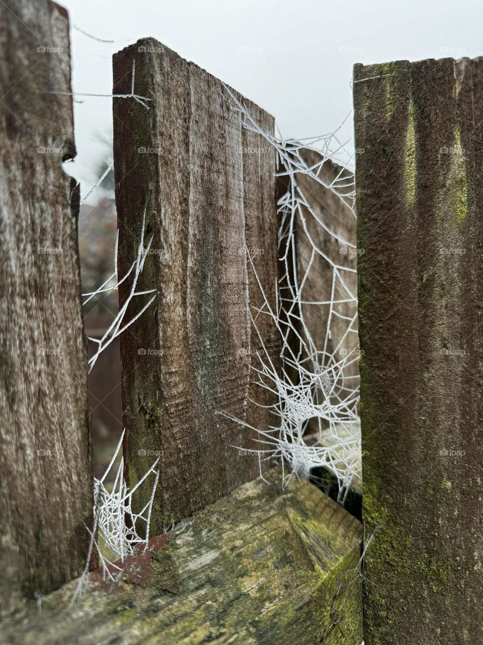 Frosty Web