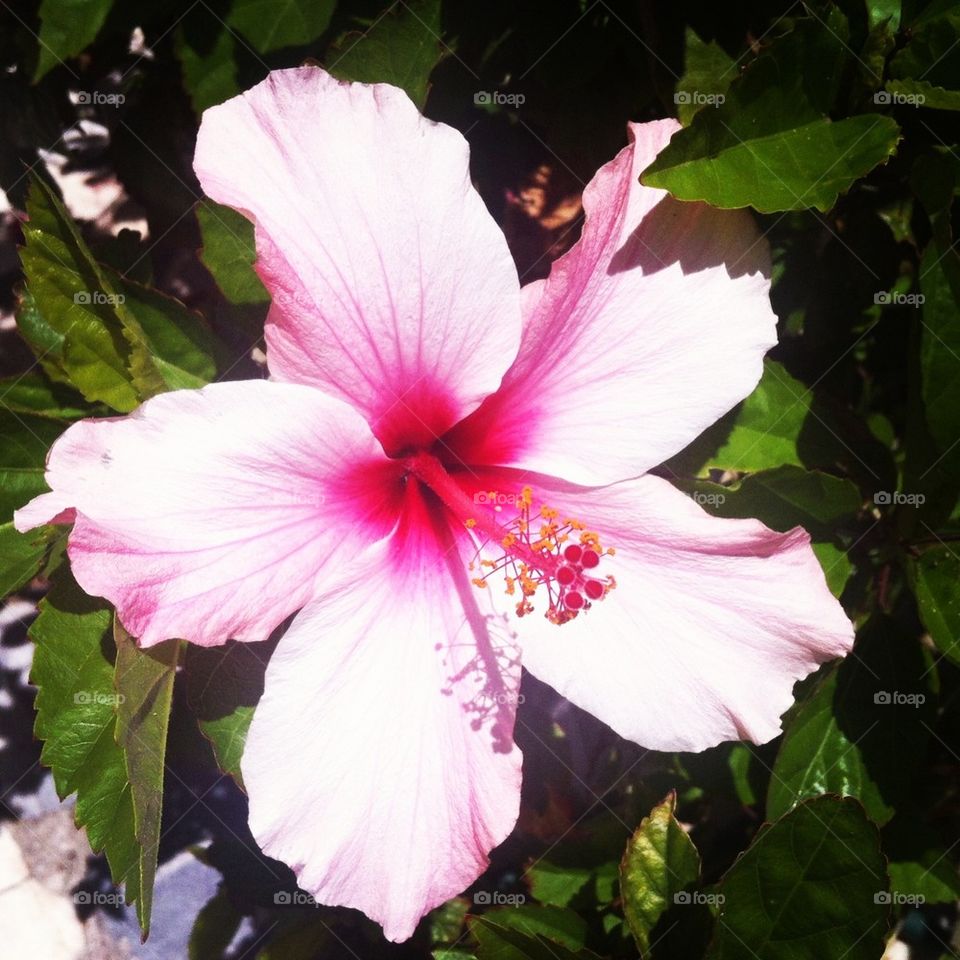 green garden nature pink by claudiapasadas