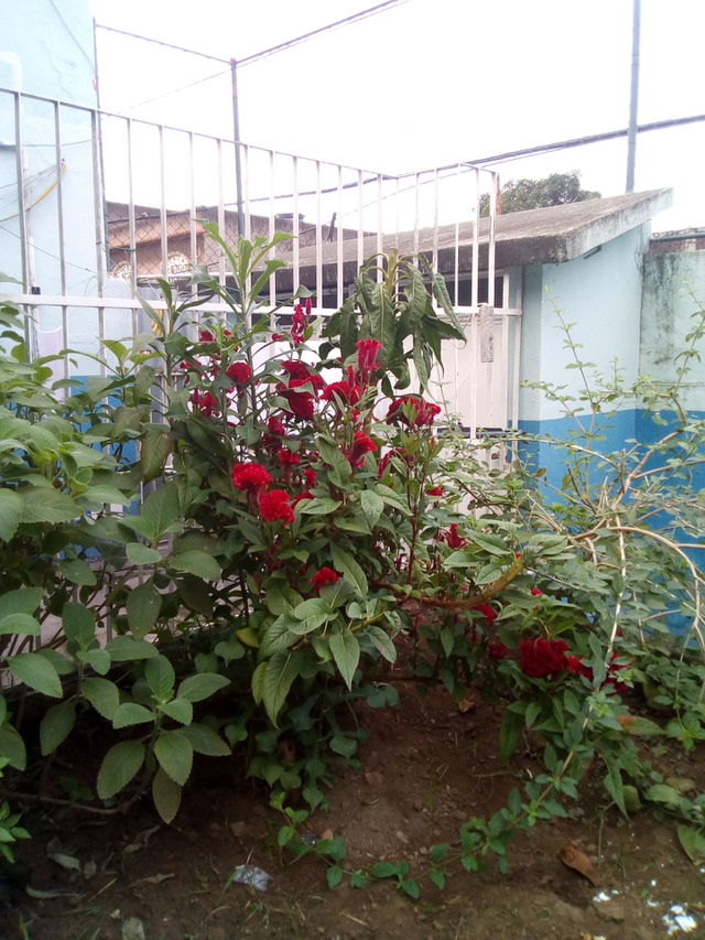 Flores