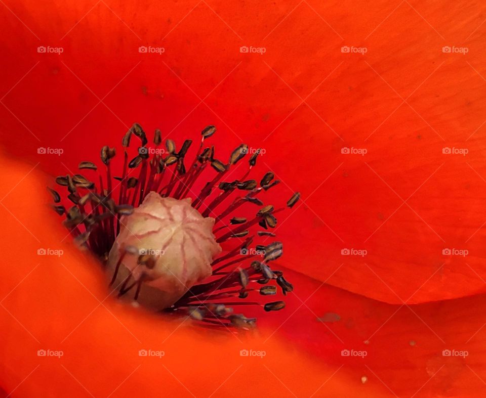 The eye of a poppy