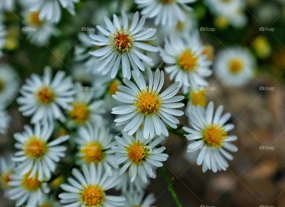 Close-up of white flowers