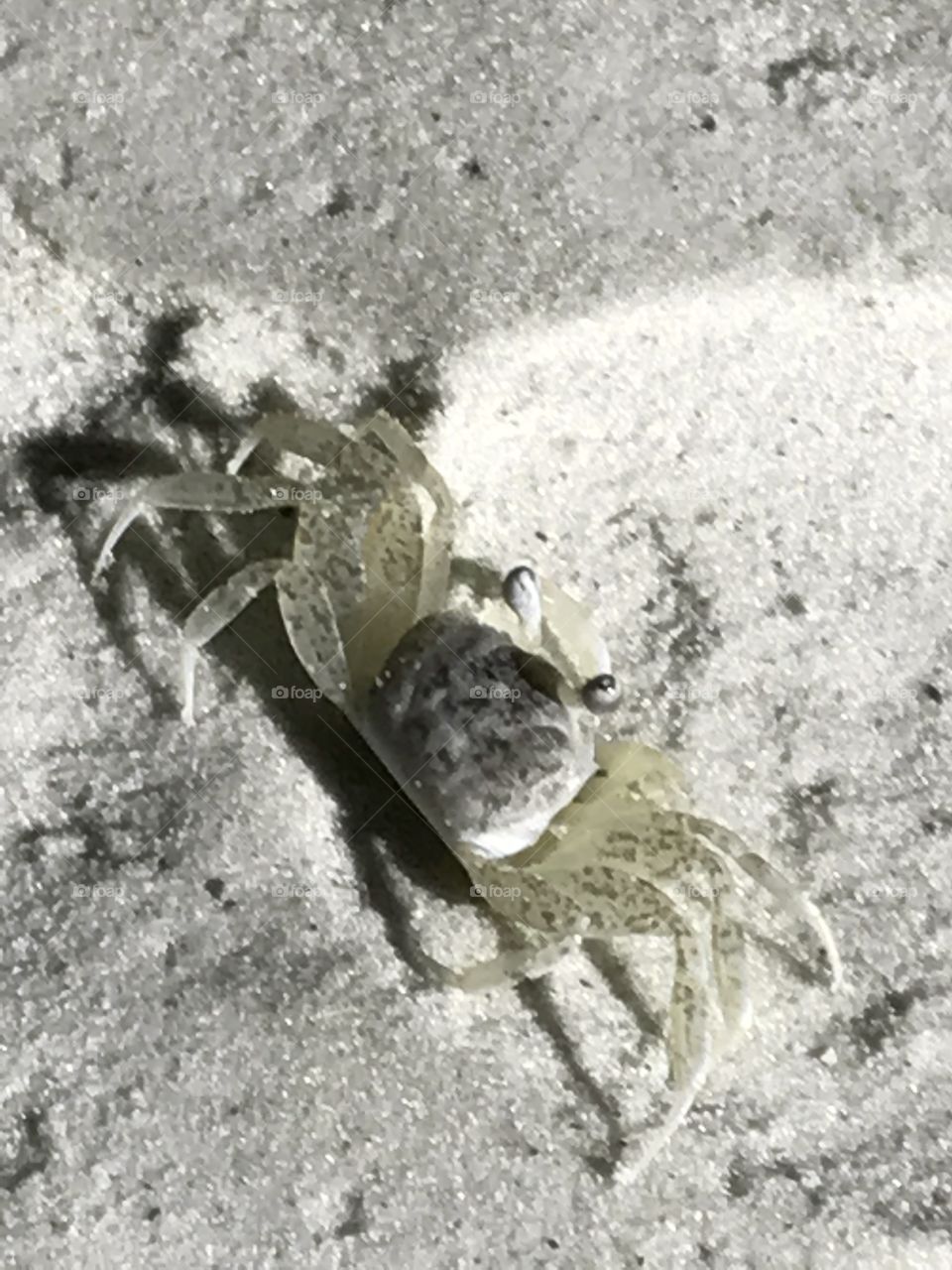 Sea crab 

