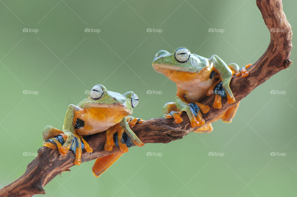 Flying Frogs