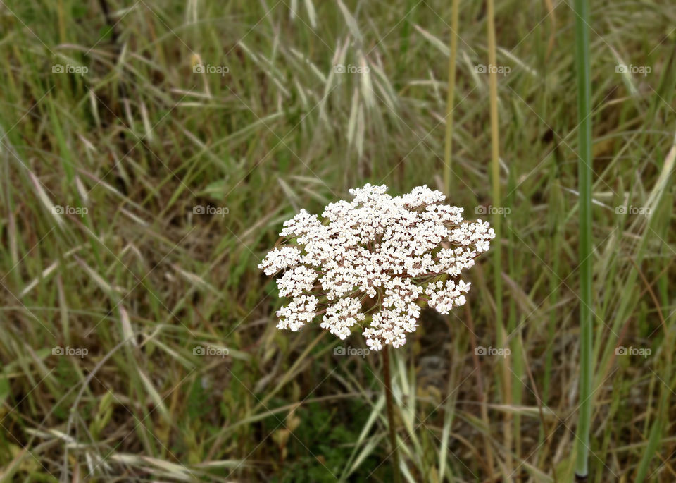 A flower with many little white flowers