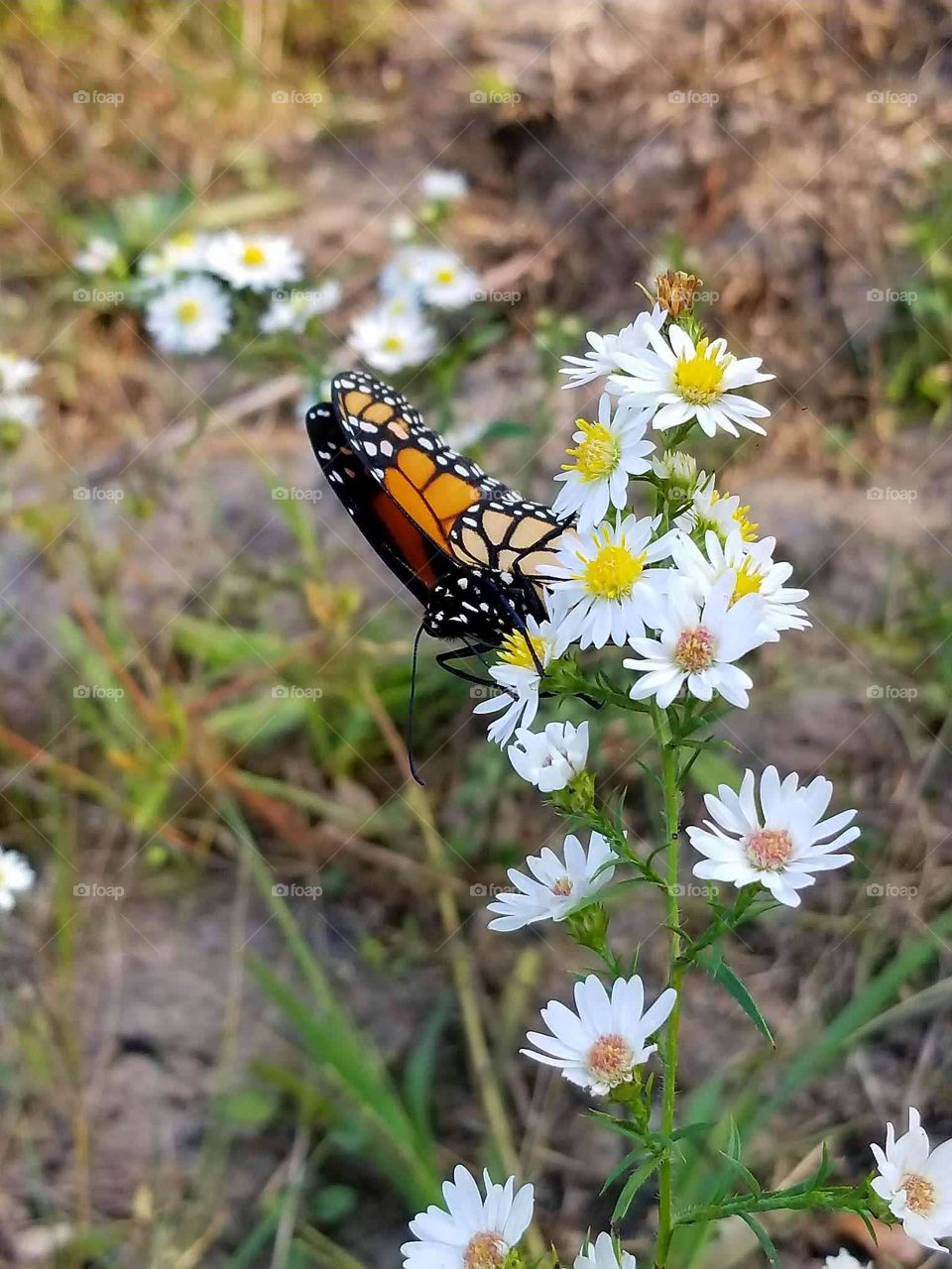 Monarch the last call for fall