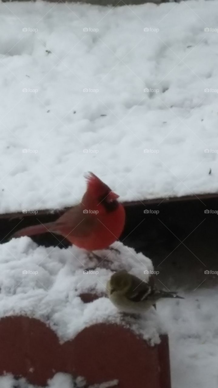 cardinal