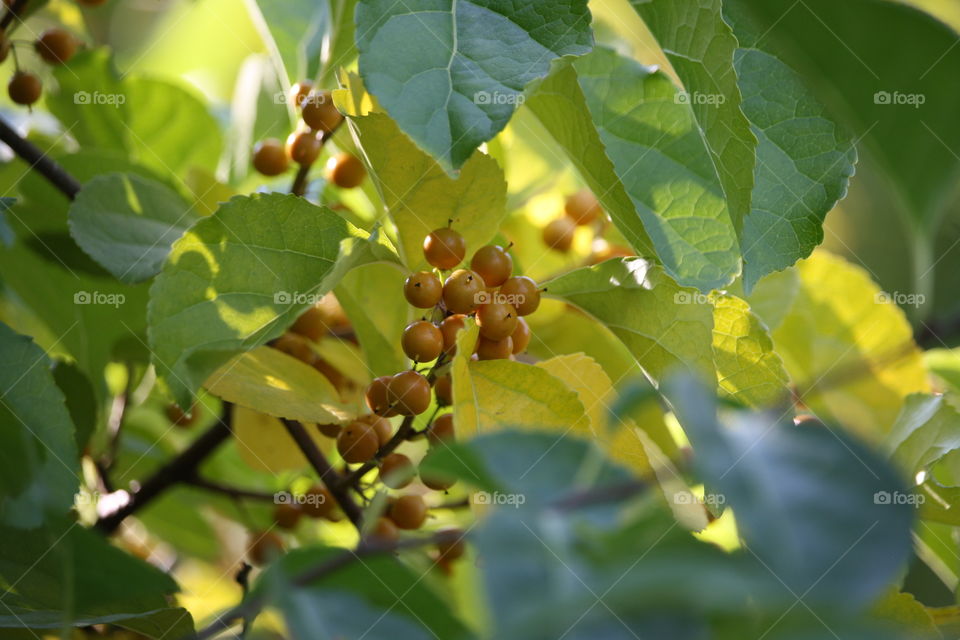 Berries on a branch