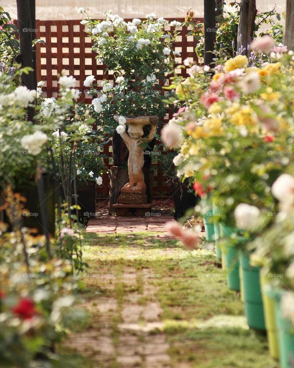 Rose nursery 