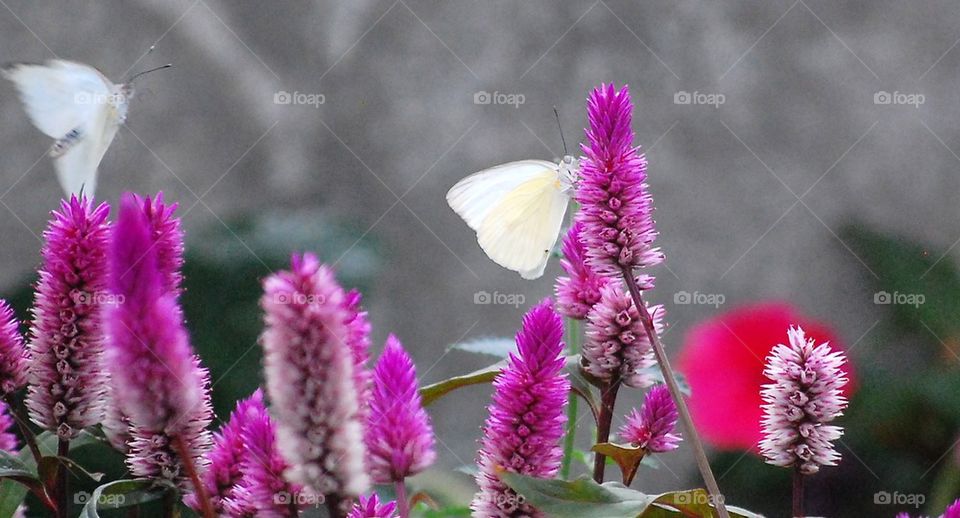 White butterfly pretty flower