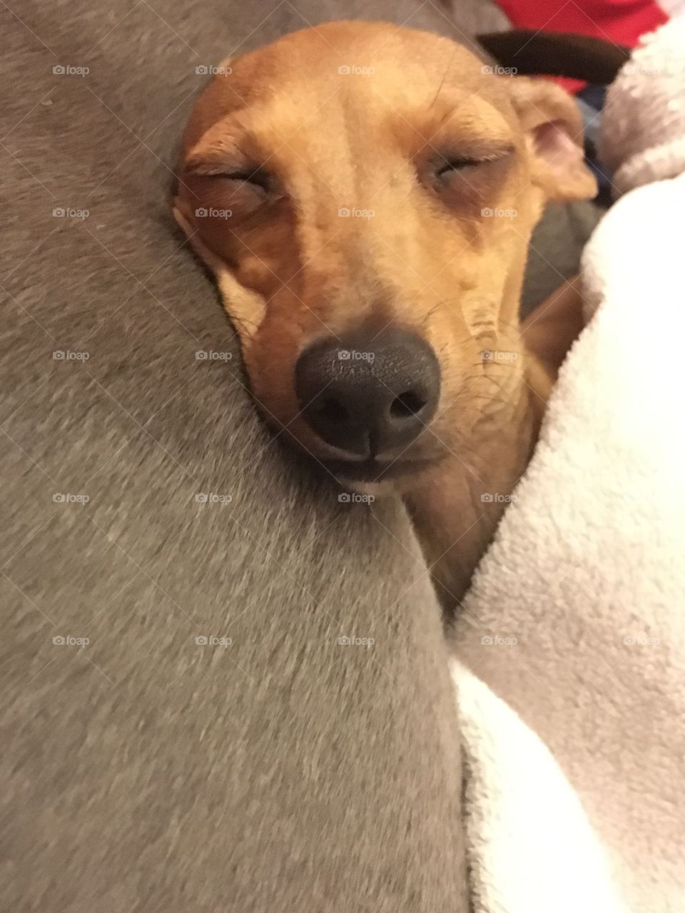 Amber the Italian greyhound puppy smiling while asleep snuggled up to Libby the whippet