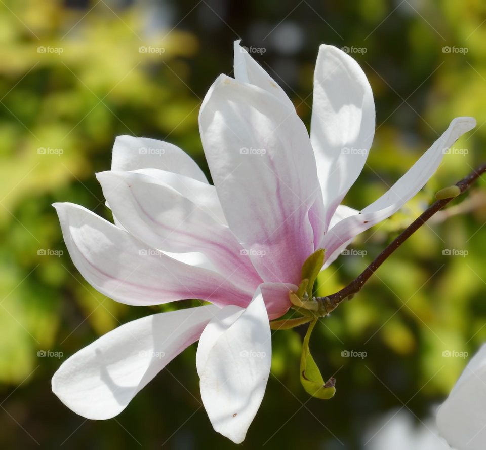 Magnolia tree blossom