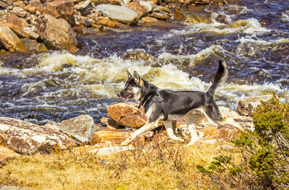 Husky by river