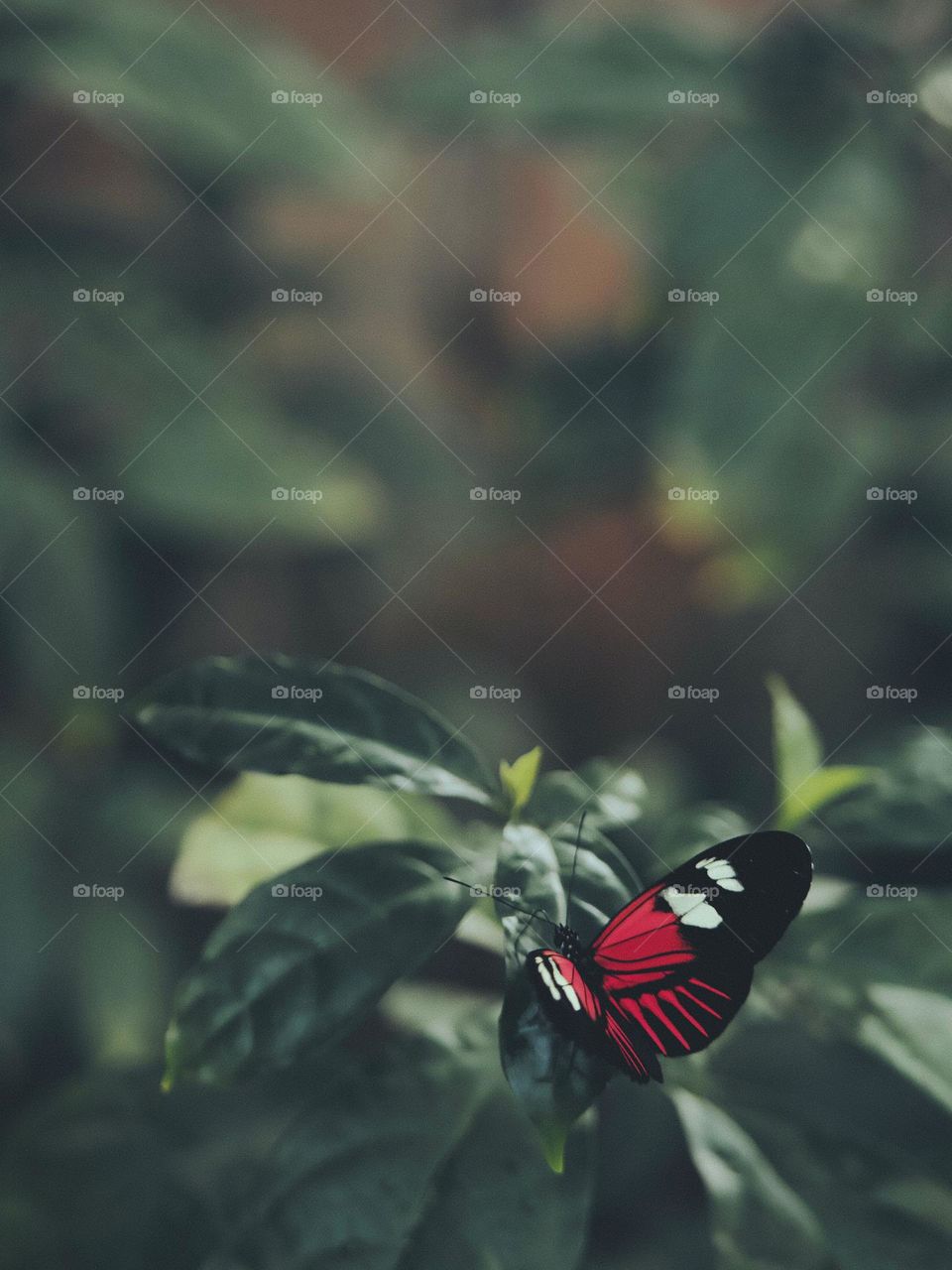 Beautiful and colourful butterfly