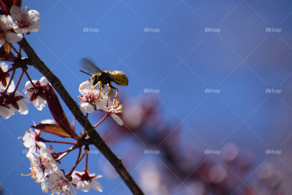 wasp on bloom 2