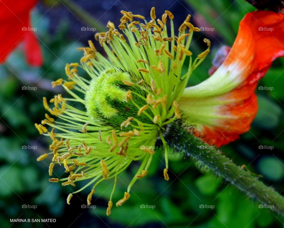 Beautiful flower closeup 