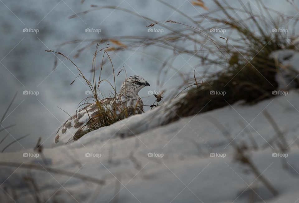 At sunset the alpine snow hen came out of the burrow and had a look around the area.