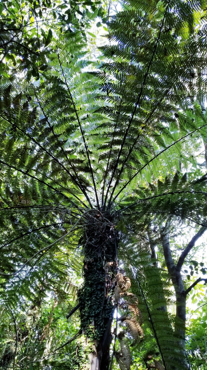 giant fern