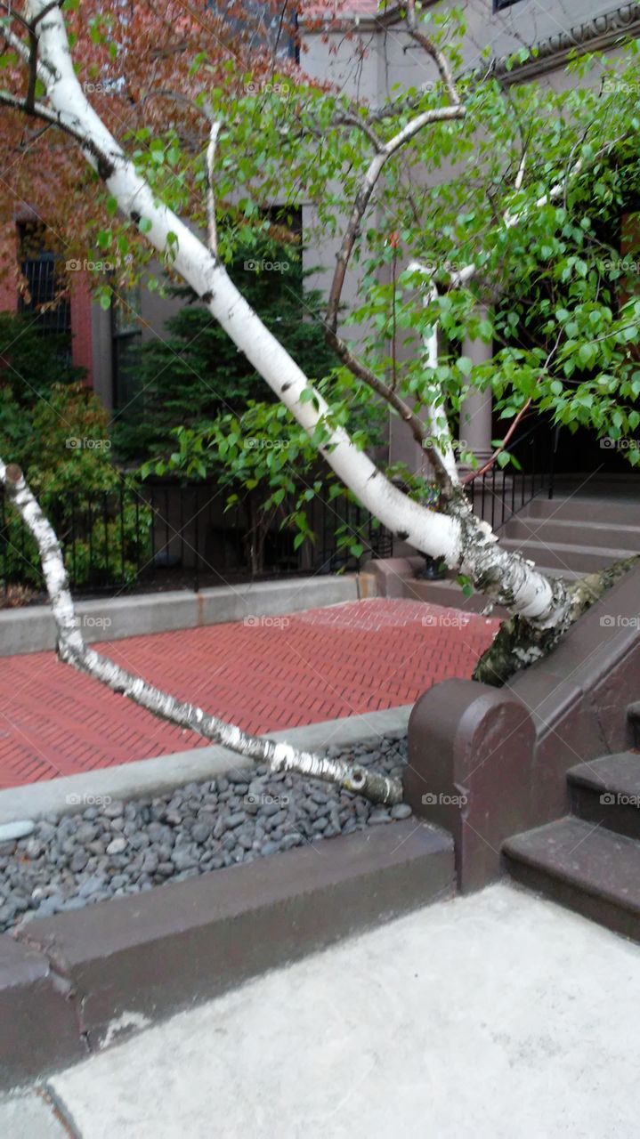 spring. trees. leaves.