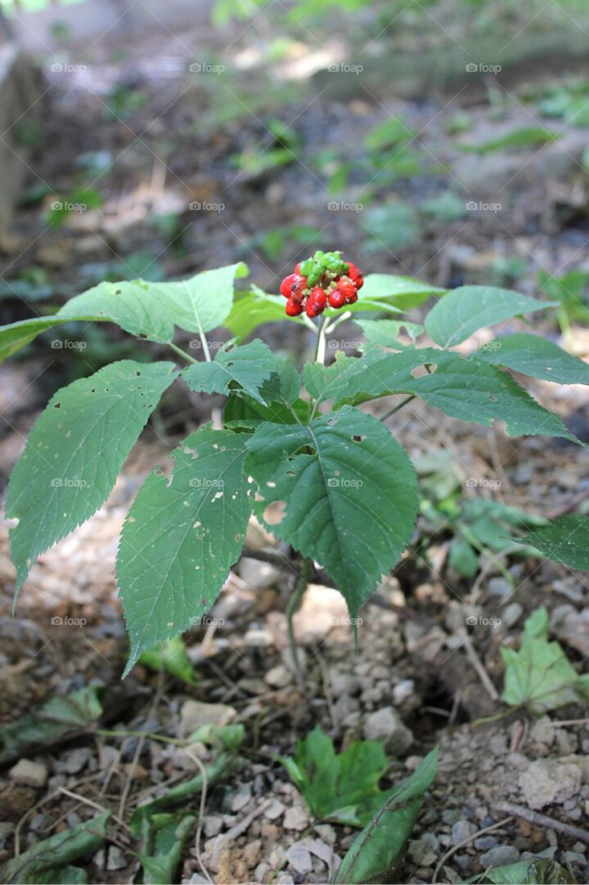 Ginseng plant with ripe berry pod. 