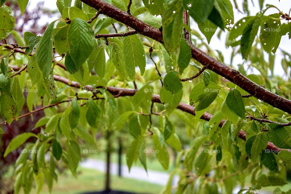 Water droplets dripping from a green tree on a rainy day in South Jersey.