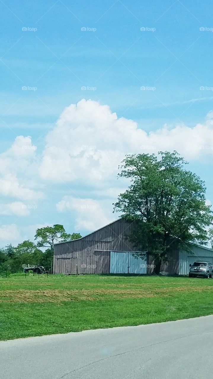Barn & farmhouse on rise in green field. Sky is blue with big white clouds on a hot summer day. Big green tree separates parts of homestead.