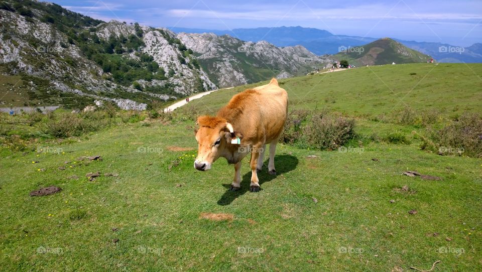 Cow in a pasture. Cow in a pasture at Covadonga Lakes in Picos de Europa, Asturias, Spain