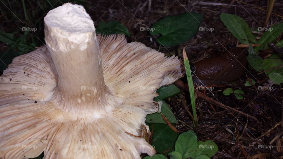 Mushroom, Fungus, Nature, No Person, Food