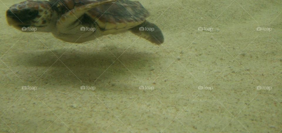 Young Turtle From Japan