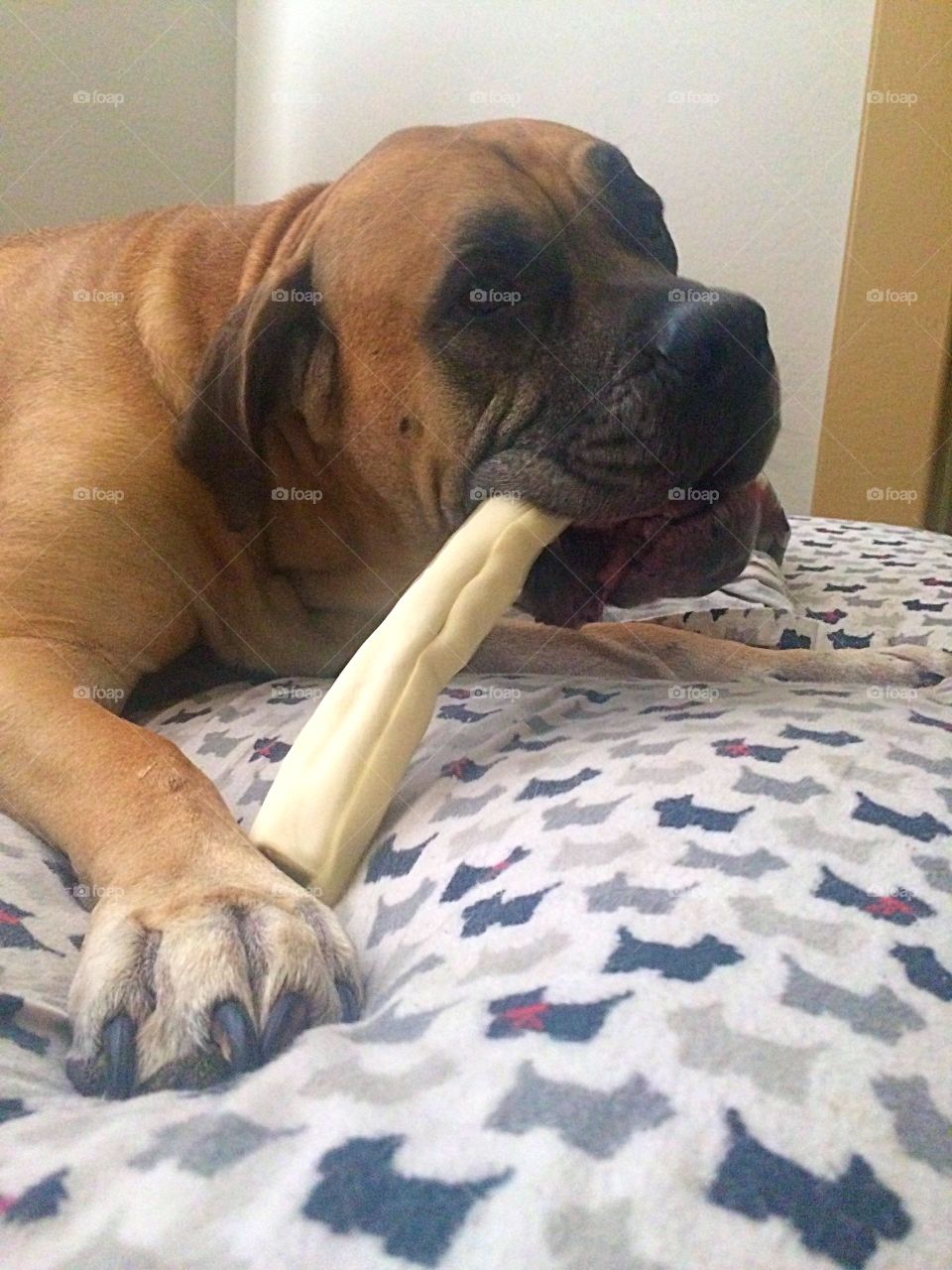 Dog chewing a bone