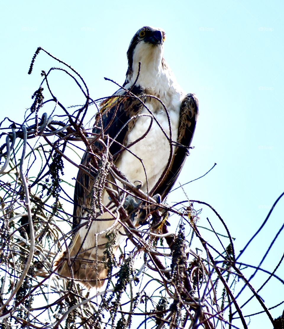 Majestic osprey 