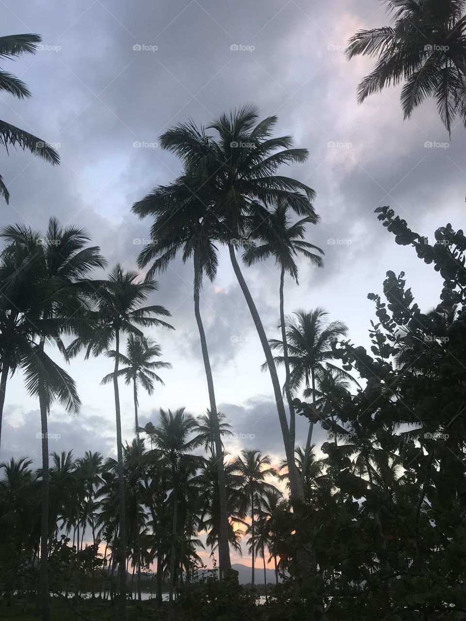 Caribbean Life, palms swaying. Bliss