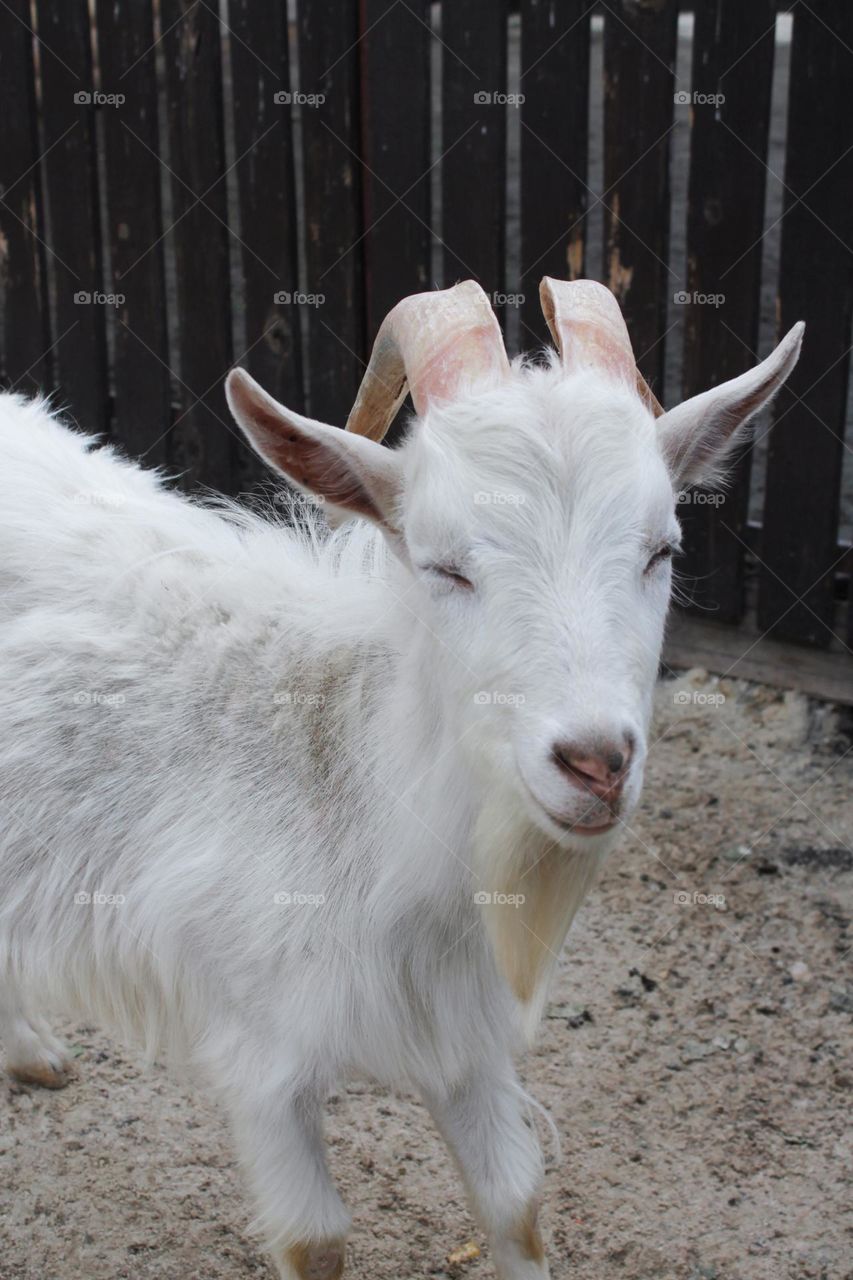 Majestic goat
