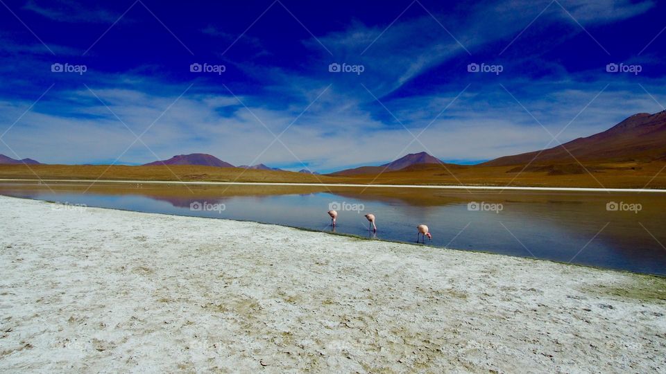 Bolivian Desert Flamingos