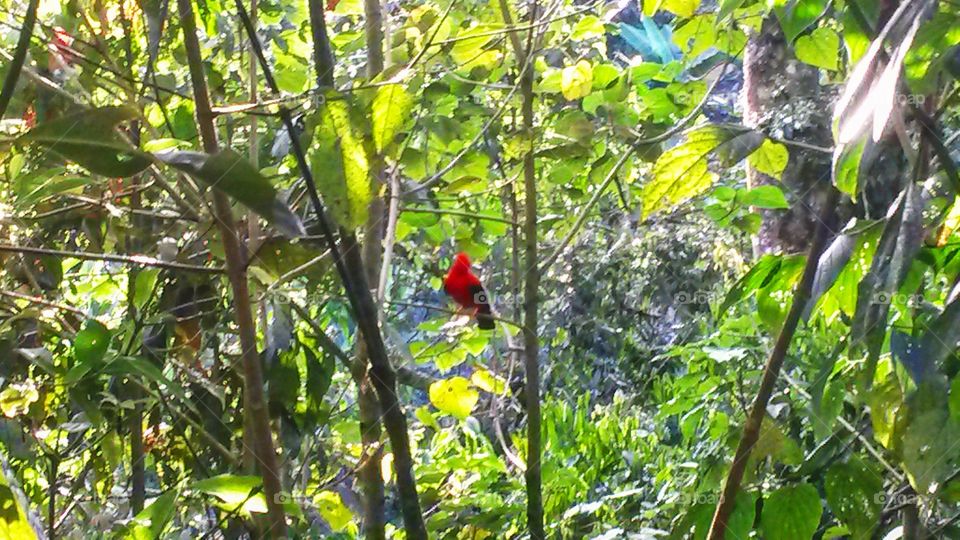 Birdwatching: red bird among the trees