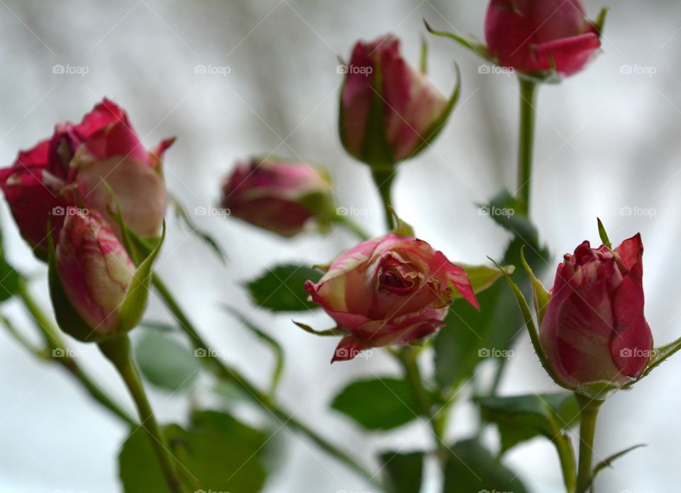 Flower, Rose, Nature, No Person, Love