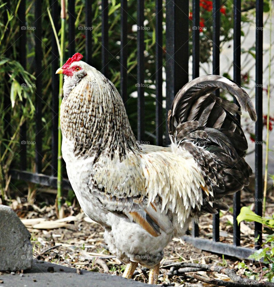 cockadoodledoo-rooster