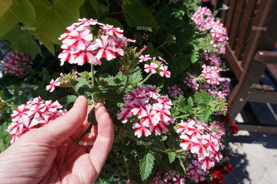 Flowers Being Tended